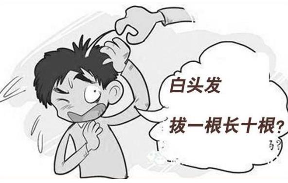 白頭發(fā)真的是拔一根會(huì)長(zhǎng)十根嗎 白頭發(fā)如何根治才能變成黑頭發(fā)