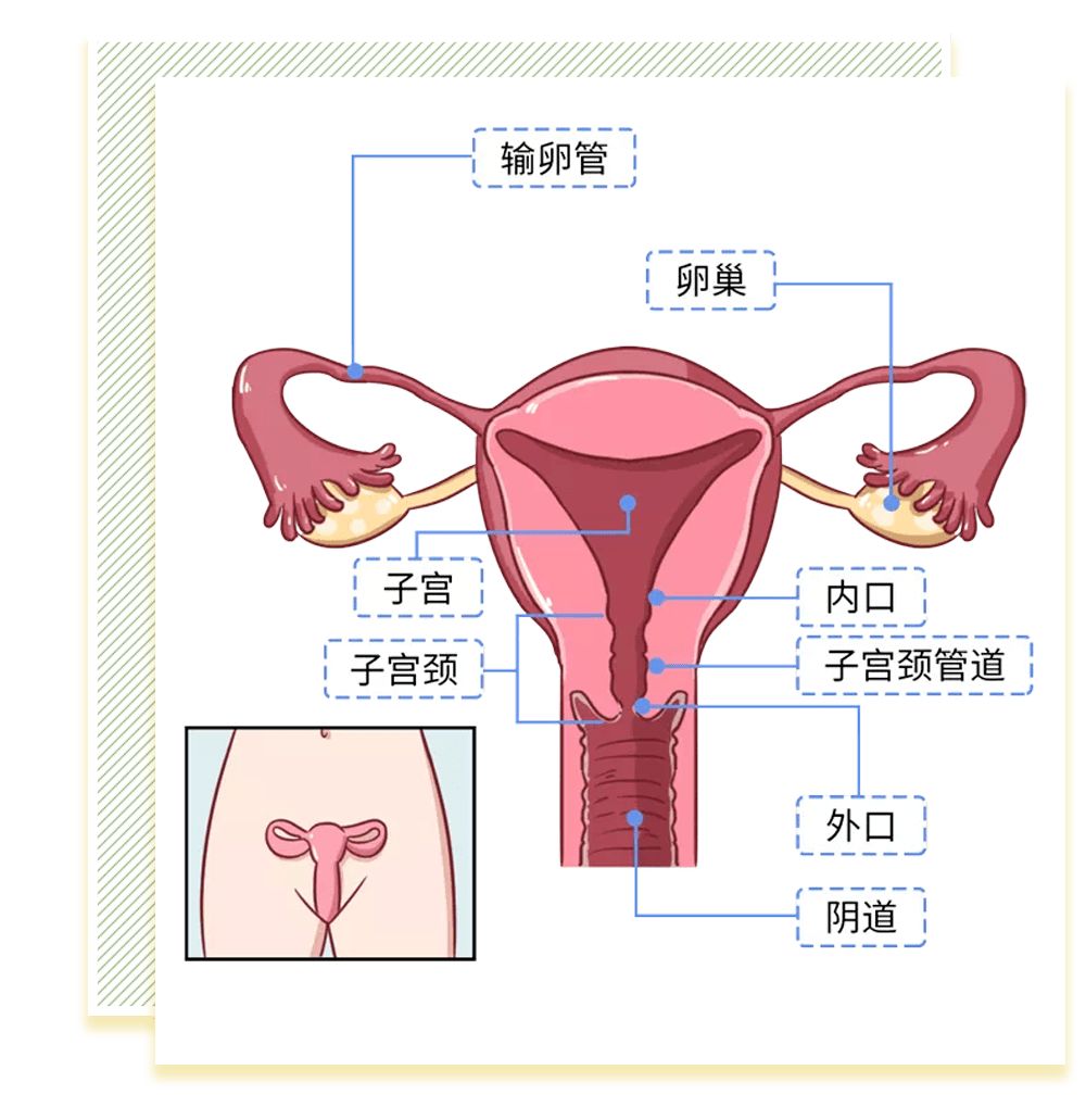 女性陰部真實照片：詳解健康女人真實完美陰道圖片【多圖】